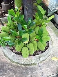 Platone Jackfruit Plant PD 0002-thumb1