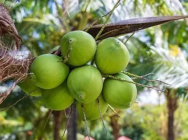 Platone Coconut Plant Coconut Plant-thumb1