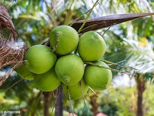 Platone Coconut Plant Coconut Plant-thumb2