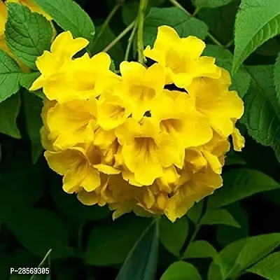 Platone Tecoma Plant Yellow flower GoliChori, tecoma Plant-thumb0