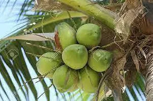 Platone Coconut Plant thailand coconut001-thumb1