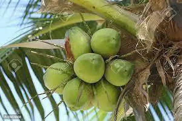 Platone Coconut Plant thailand coconut001-thumb2