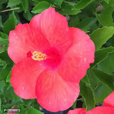 Platone Hibiscus Plant Hibiscus Red Plant CF0801