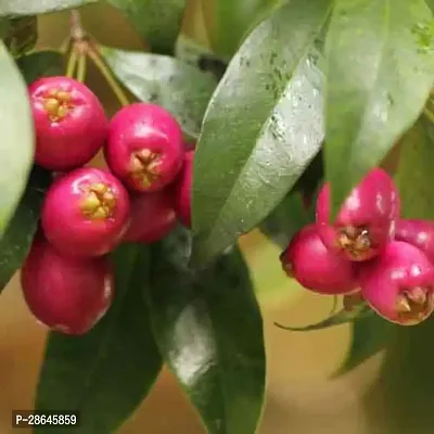 Platone Cherry Fruit Plant Australian Cherry Apple Cherries Fruit (Air layeredGrafted) Live PlantsTree