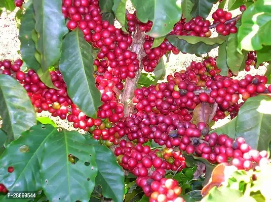 Platone Coffee Plant Healthy Coffee Tree Plant