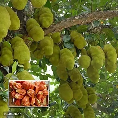 Platone Jack Fruit Plant Jackfruit Plant-4