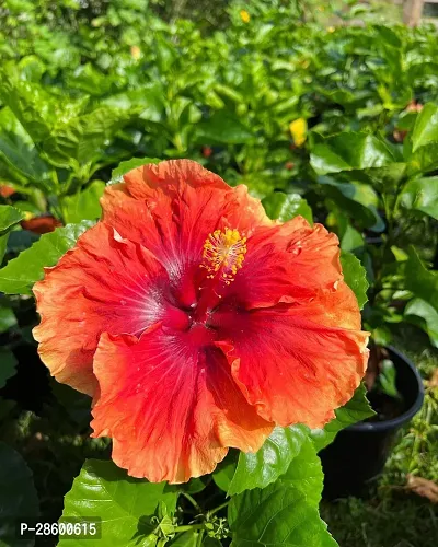 Platone Hibiscus Plant Hibiscus Red Live Flower Plant Disha-220931