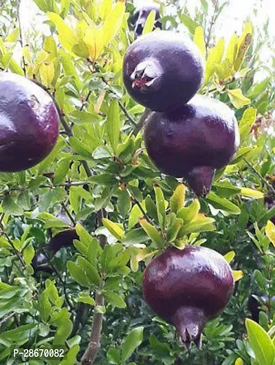 Platone Pomegranate Plant Hybrid_Anar14-thumb0