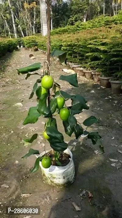 Platone Ber Apple Plant Indian Jujube Apple Ber ( Grafted ) Fruit Plant CF049