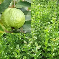 Platone Guava Plant GUAVAVA PLANT CCD-thumb1