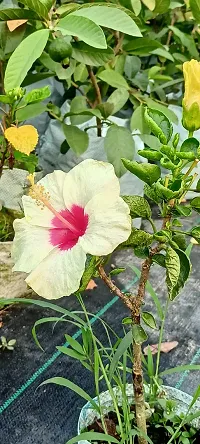 Platone Hibiscus Plant Hibiscus plant 00-thumb1