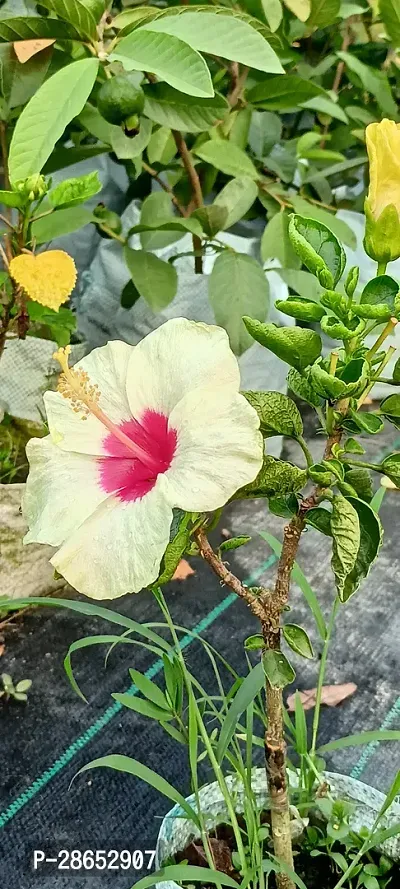 Platone Hibiscus Plant Hibiscus plant 00-thumb2