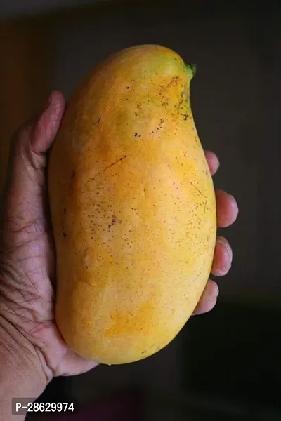 Platone Mango Plant Thai mango plant44-thumb3