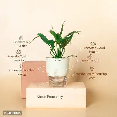 Platone Peace Lily Plant Peace Lily Live Plant Self-Watering Cream Pot, Spathiphyllum Green-thumb3