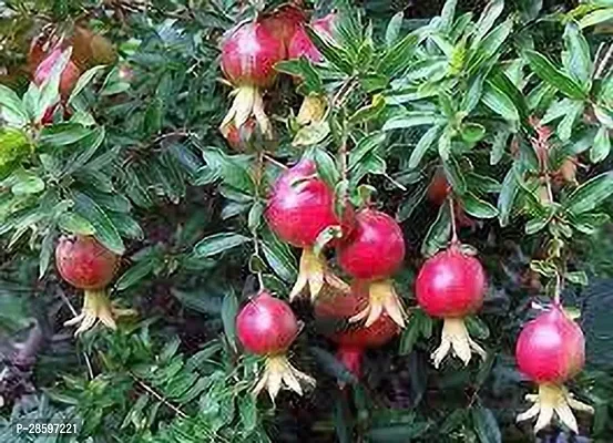 Platone Pomegranate Plant Pomegranate Plant 323