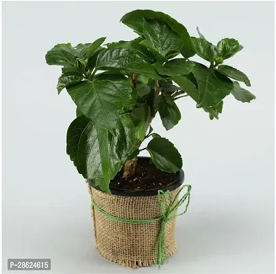 Platone Hibiscus Plant eco worlds Potted Hibiscus Plant