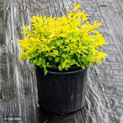 Platone Duranta Plant Live Golden Duranta Plants