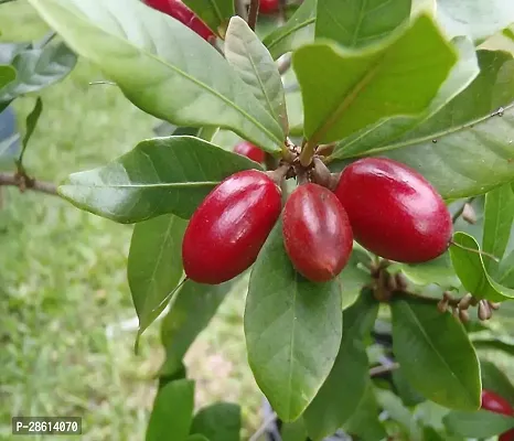 Platone Berry Plant Safeda Miracle FruitPlant For Outdoor Garden