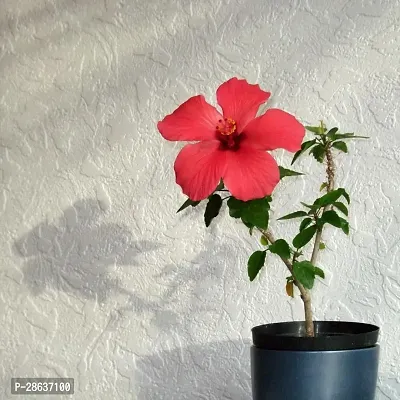 Platone Hibiscus Plant hibiscus plant 27-thumb0