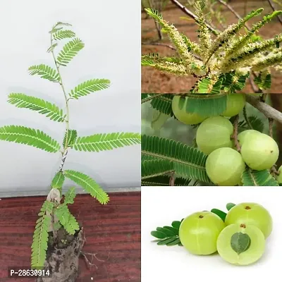 Platone Amla Plant AMLAPLANT OO