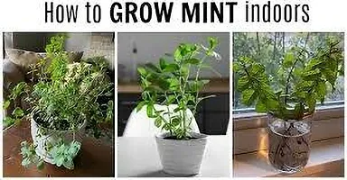 Platone Mint Plant MINT PLANT PPOOII-thumb2