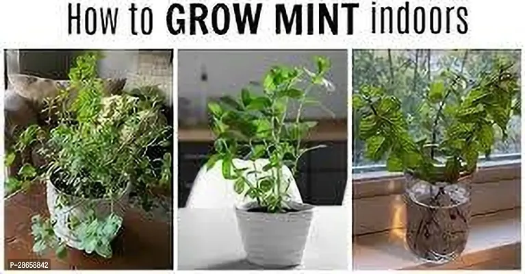 Platone Mint Plant MINT PLANT PPOOII-thumb3