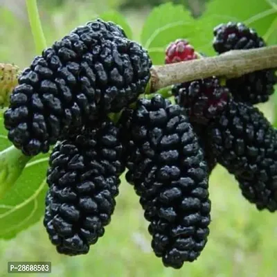 Platone ShahtootMulberry Plant sahtoot_plant_5