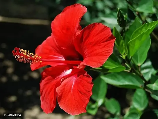 Platone Hibiscus Plant HIBISCUS PLANT UUU-thumb2