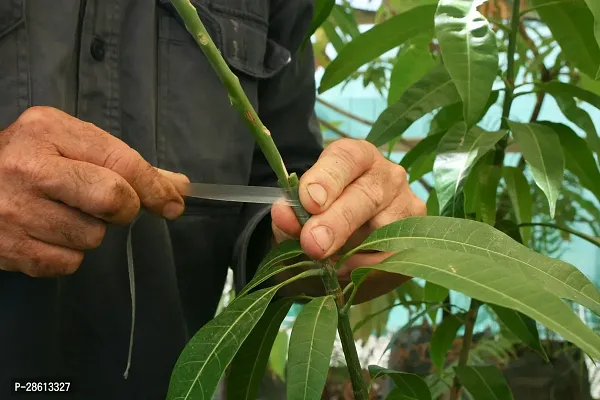 Platone Mango Plant Miyazaki Mango or Eggs of Sun Grafted Live Plant 2-3 Feet Japanese Taiyo no Tamago Variant Mango Plant-thumb3