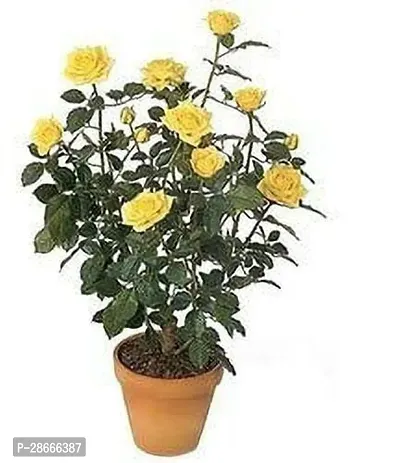 Platone Rose Plant getyellow39-thumb0