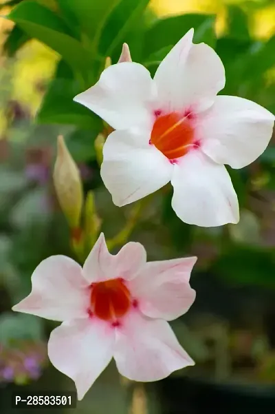 Platone Mandevilla Plant Mandevilla Pink White Flower Plant-thumb0