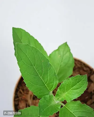 Platone Tulsi Plant GFGH228-thumb0