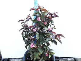 Platone Guava Plant Red Guava Plant-thumb1