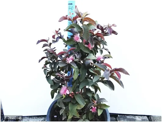 Platone Guava Plant Red Guava Plant-thumb2