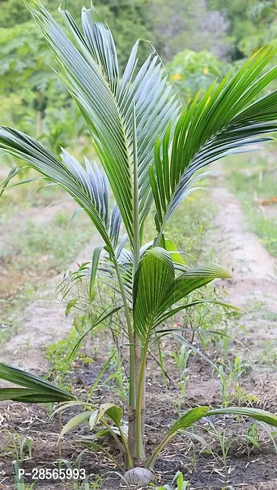 Platone Coconut Plant Coconut Fruit Plant (C5)