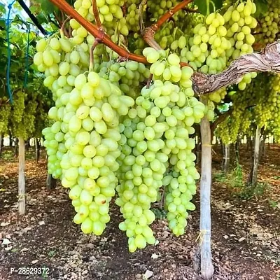 Platone Grape Plant GRAPES PLANT TTFFCC