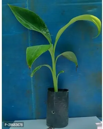 Platone Banana Plant BANANA PLANT 99