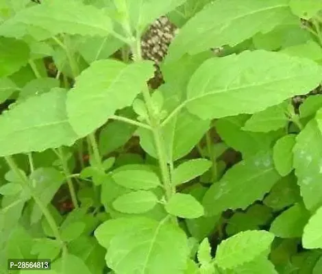 Platone Tulsi Plant Rama Tulsi - Holy Basil Religious Holy Plant With Pot