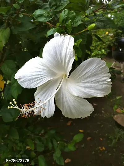 Platone Hibiscus Plant White Hibiscus