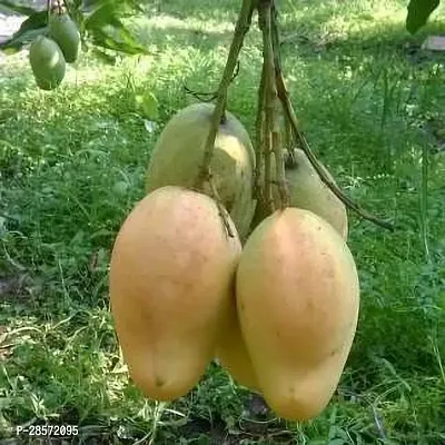 Platone Mango Plant TotapuriGrafted Mango Plant.