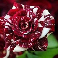 Platone Rose Plant Live White and Deep Maroon Red Tiger Stripe Roses Plant-thumb1