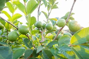 Platone Guava Plant GUAVA PLANT ZZXXCC4-thumb2