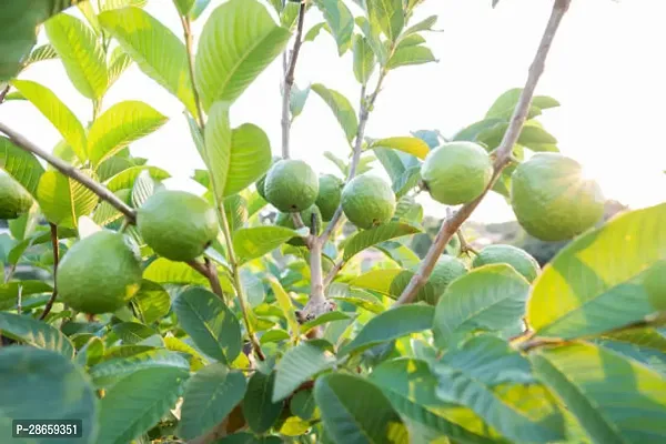 Platone Guava Plant GUAVA PLANT ZZXXCC4-thumb3