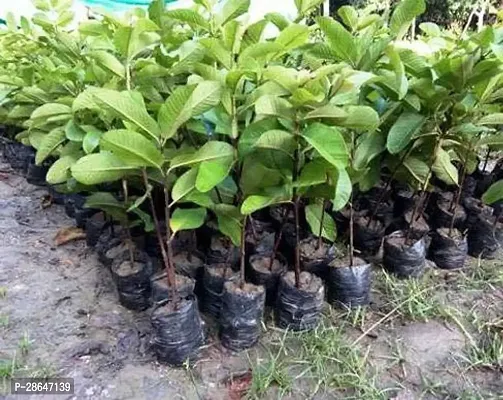 Platone Guava Plant UAVA15-thumb0