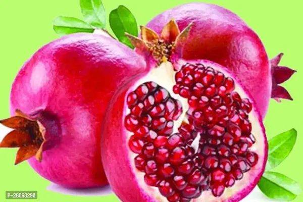 Platone Pomegranate Plant HYbrid_Anar36