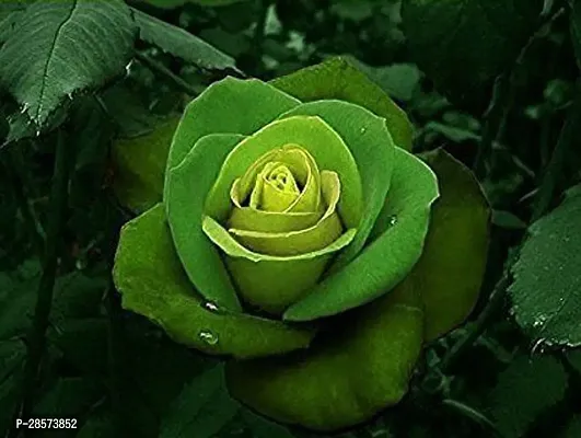 Platone Rose Plant Green Rose Plant .8-thumb2