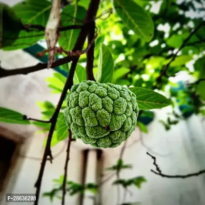 Platone Custard Apple Plant Custard Apple Live Plant Disha-309019111