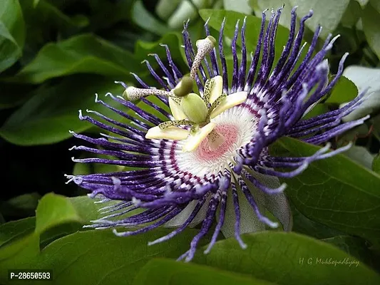 Platone Passion Plant Purpal RakhiPassion Flower-thumb3