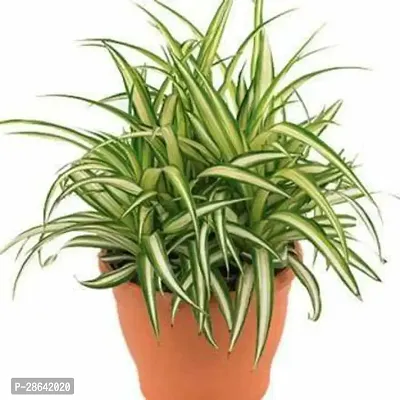 Platone Spider Plant SGH76