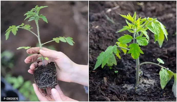 Platone Tomato Plant Tomato plants for home garden-thumb0